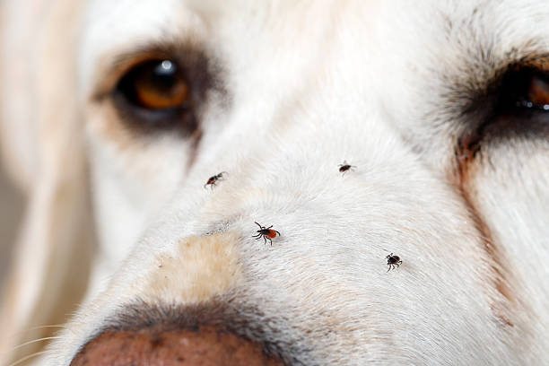 الشركة الالمانية لمكافحة القراد